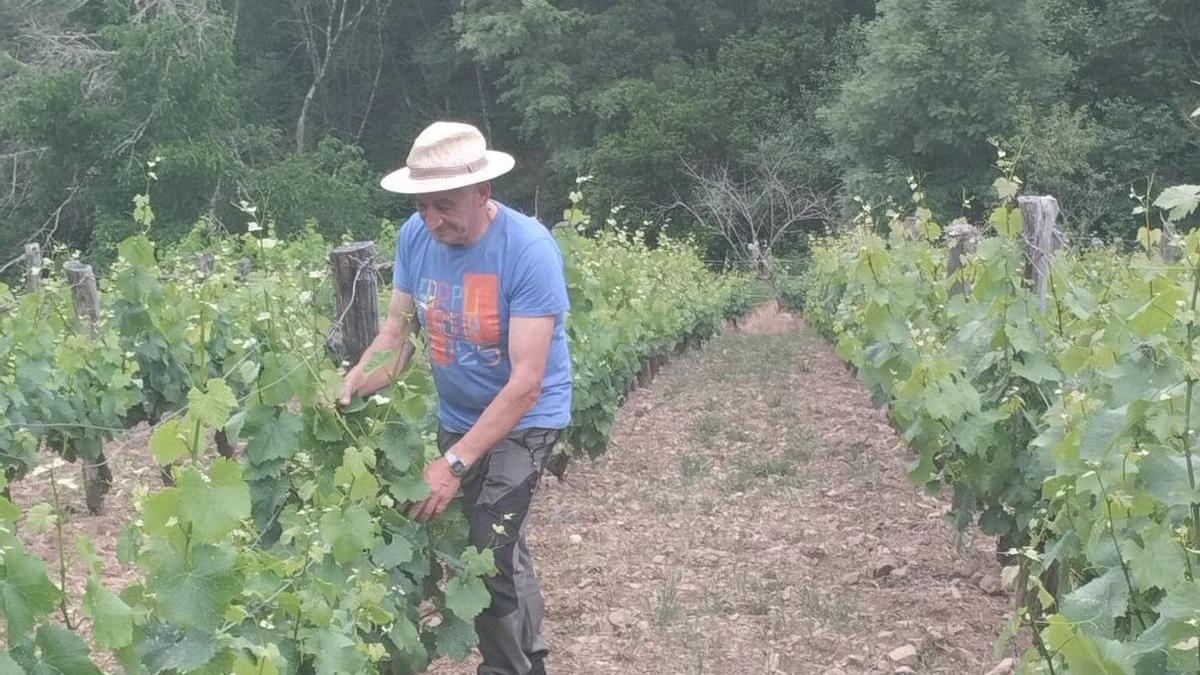 Ovidio López trabajando en su viñedo de Ferreira.