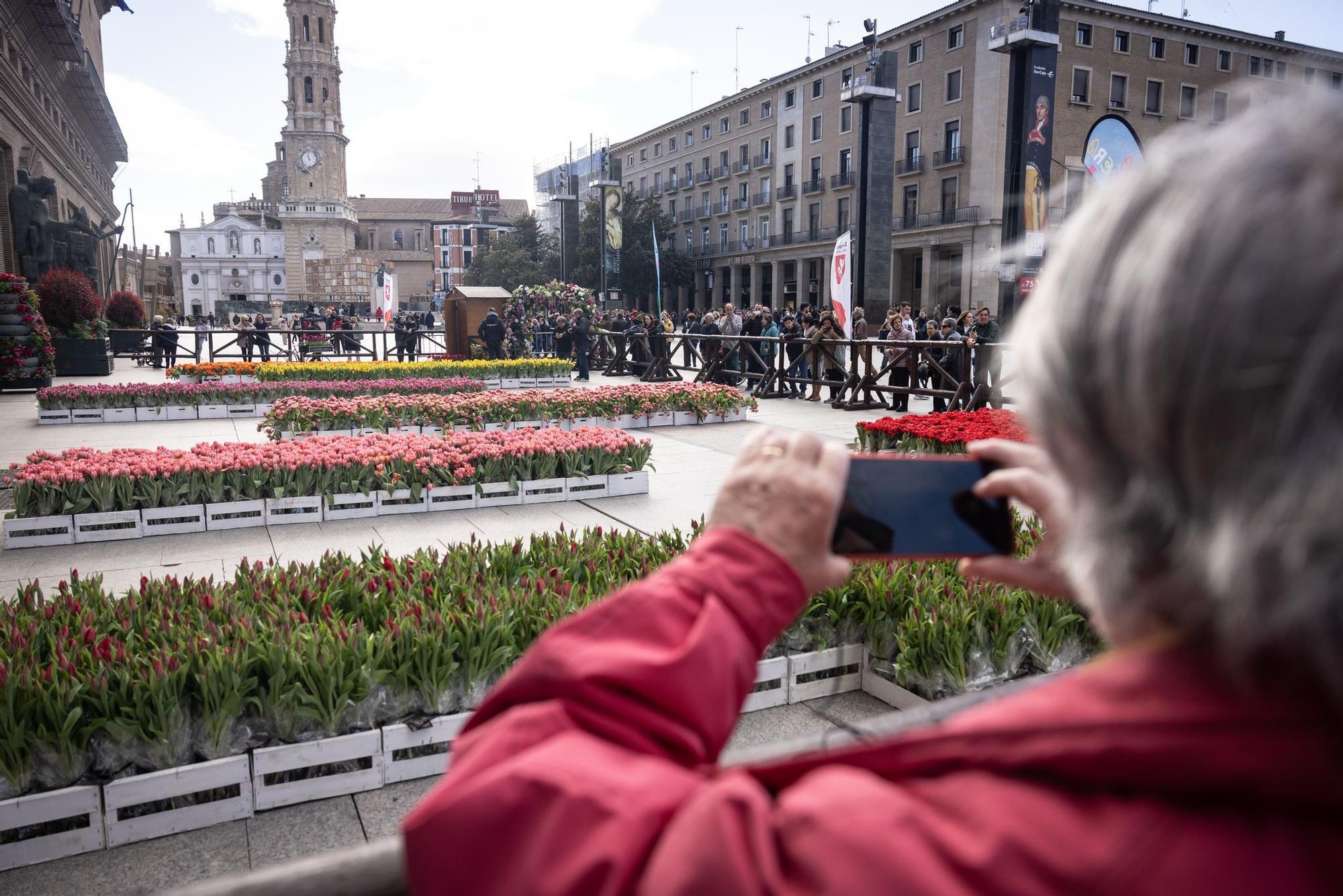 En imágenes | El mercado de tulipanes da colorido a una mañana ventosa en la plaza del Pilar de Zaragoza