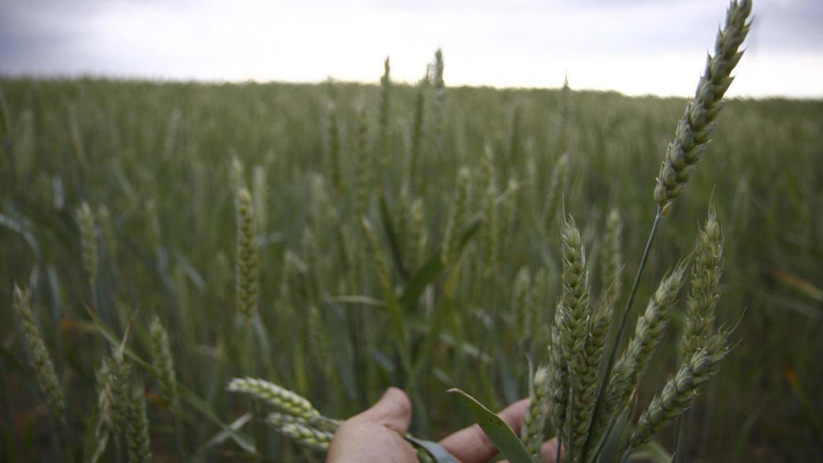 Cereales en un campo de la provincia de Zamora.