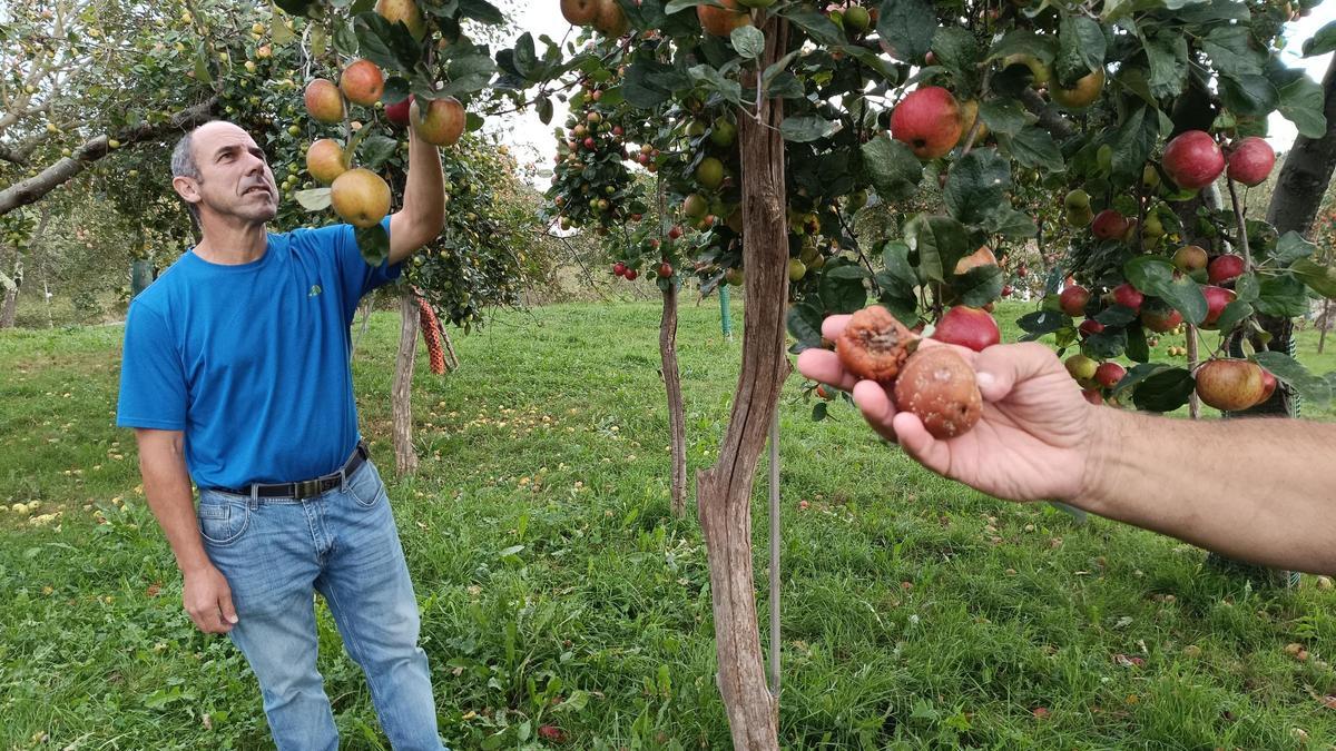Manzanas en una pomarada de Muñó.