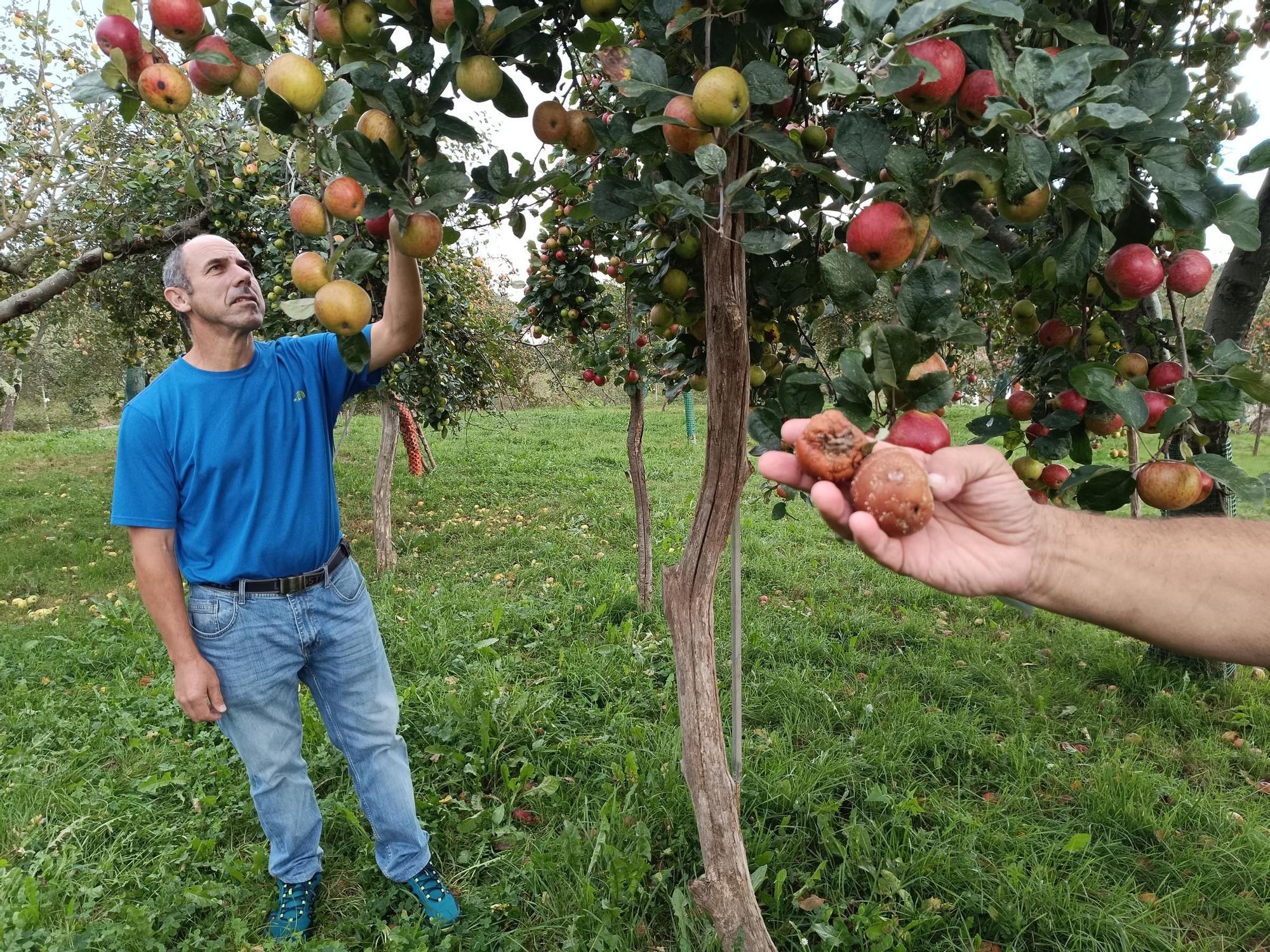 Las pomaradas de Muñó, el tesoro de Asturias