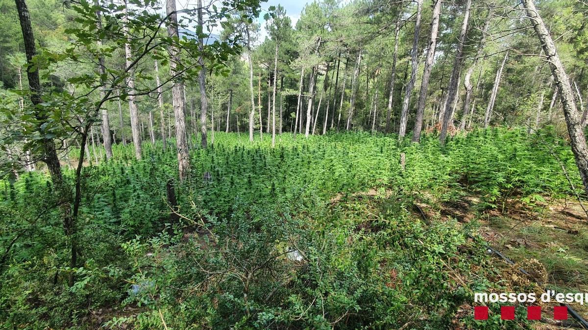 Una plantació de marihuana localitzada en una zona boscosa de difícil accés de Coll de Nargó