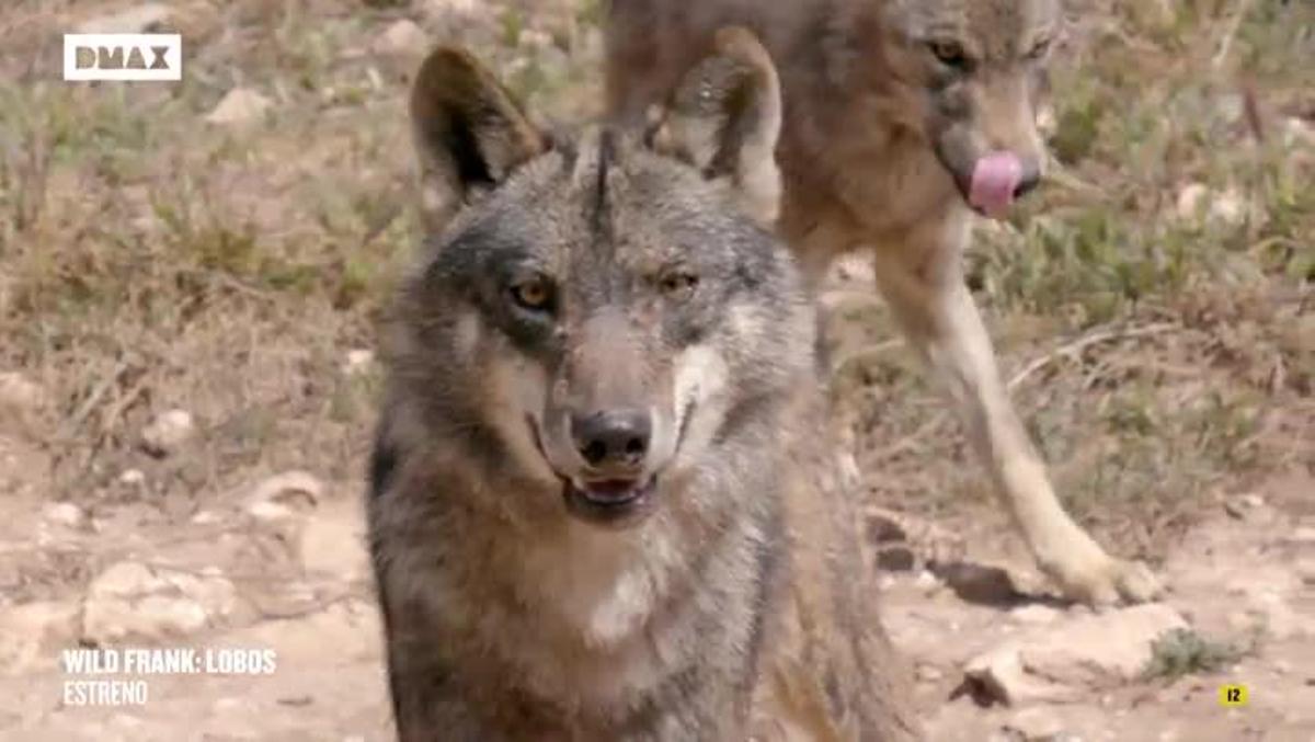wild-frank-lobos-domingo-12