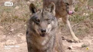wild-frank-lobos-domingo-12