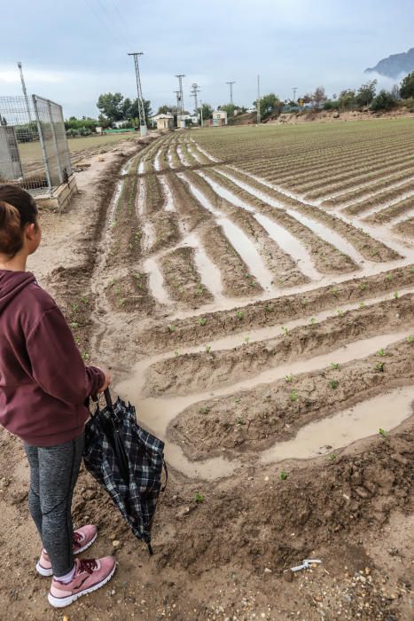 Las lluvias han dejado entre 15 y 30 litros por metro cuadrado en la Vega Baja