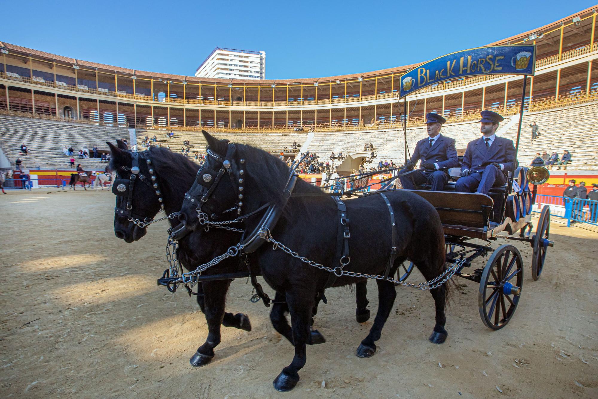 Concurso ecuestre y Bendición de animales por San Antón en Alicante