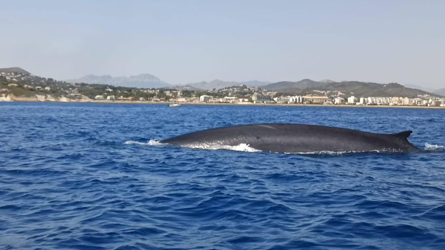 Un centenar de ballenas gigantes cruzan la costa de Dénia