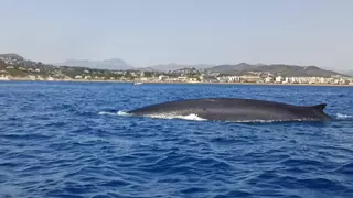 Un centenar de ballenas gigantes cruzan la costa de Dénia
