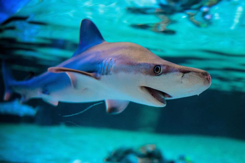 Tiburones toman l'Oceanogràfic: más de cien ejemplares forman "la colección más amplia de Europa"