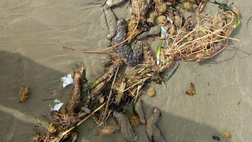 El temporal arrastra decenas de pepinos de mar a las playas de Castelló