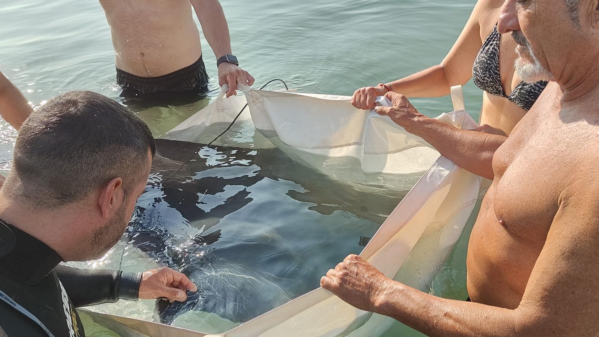 Personal del Oceanogràfic atienden al animal tras volver a localizarlo hoy en Cullera.