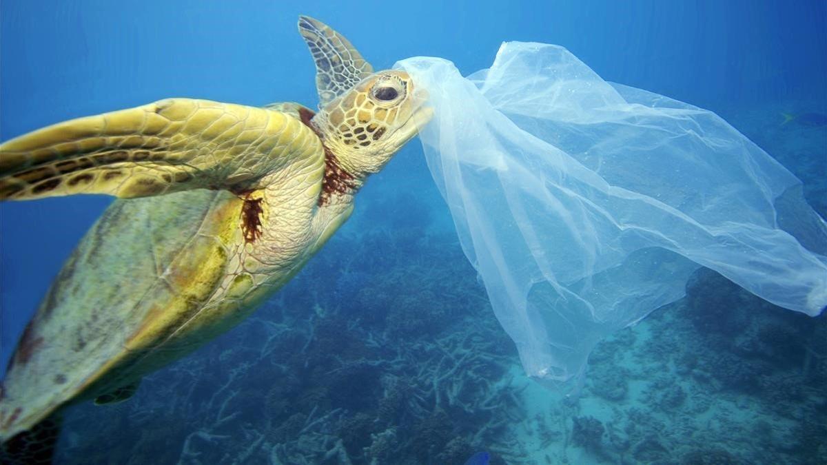 Una tortuga marina, con un plástico en la boca