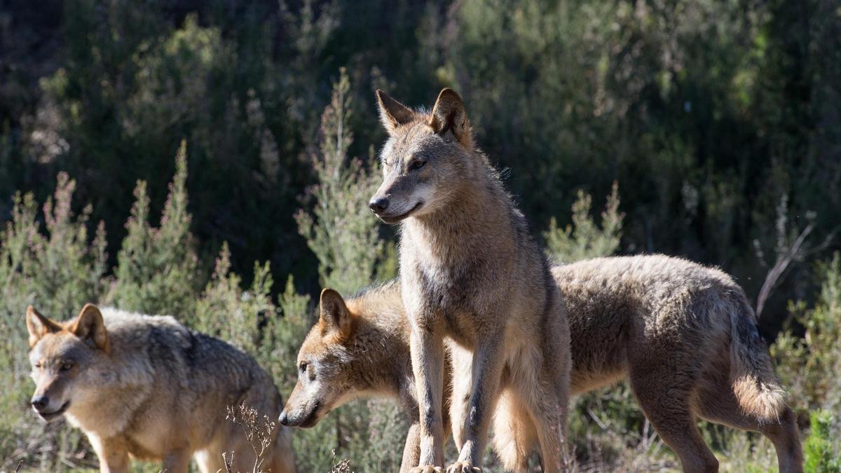 Manada de lobos.