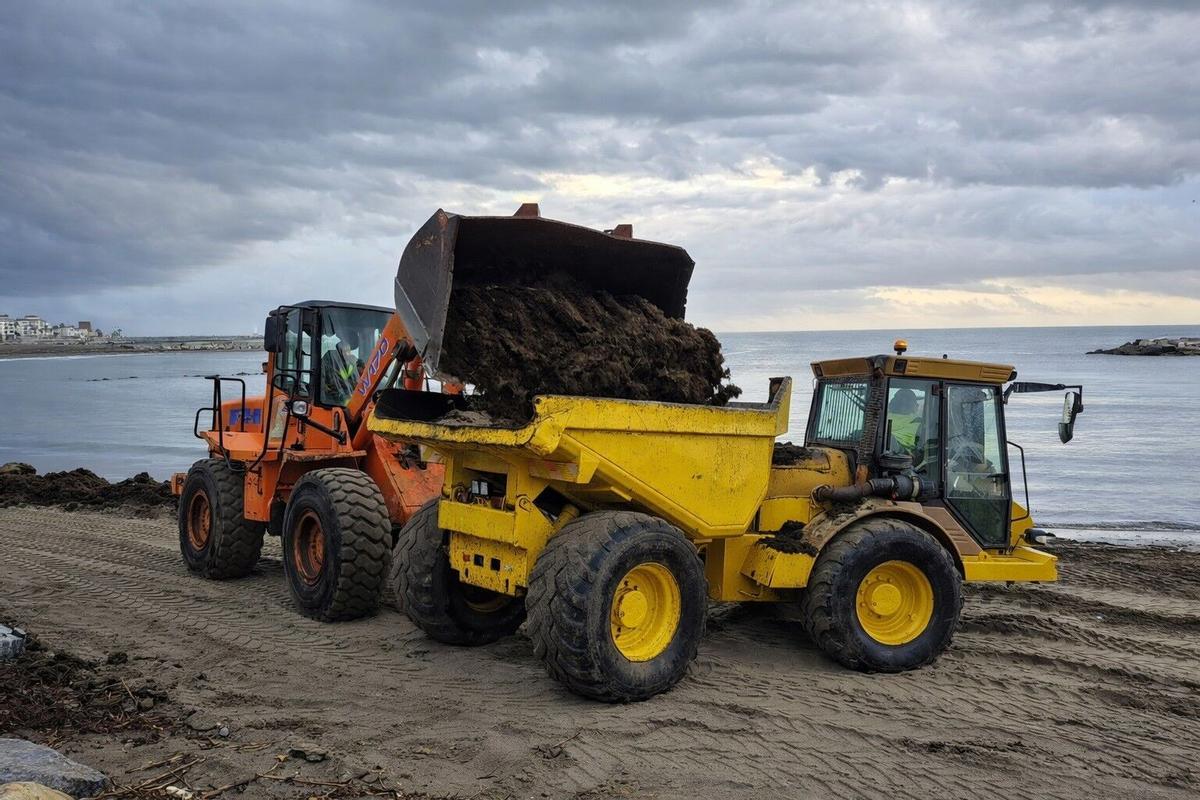 Retirada de alga invasora en la playa de Nueva AndalucíaA