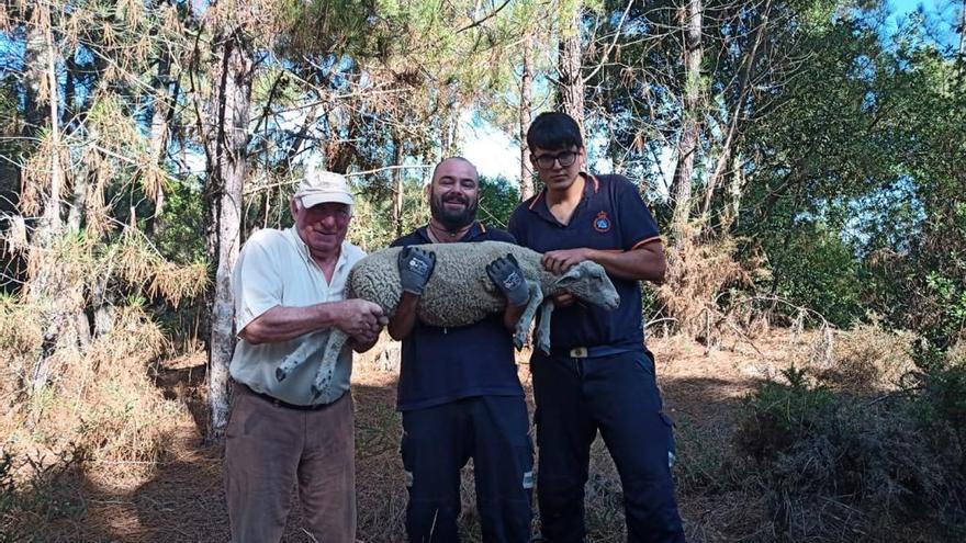 El ganadero y los agentes de Protección Civil con la oveja en brazos.