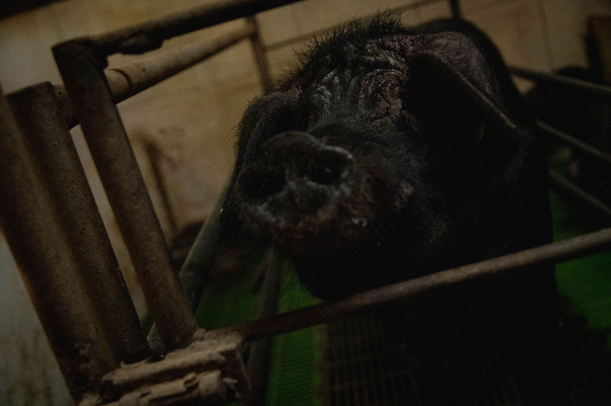 Granja de cochino negro en Tenerife