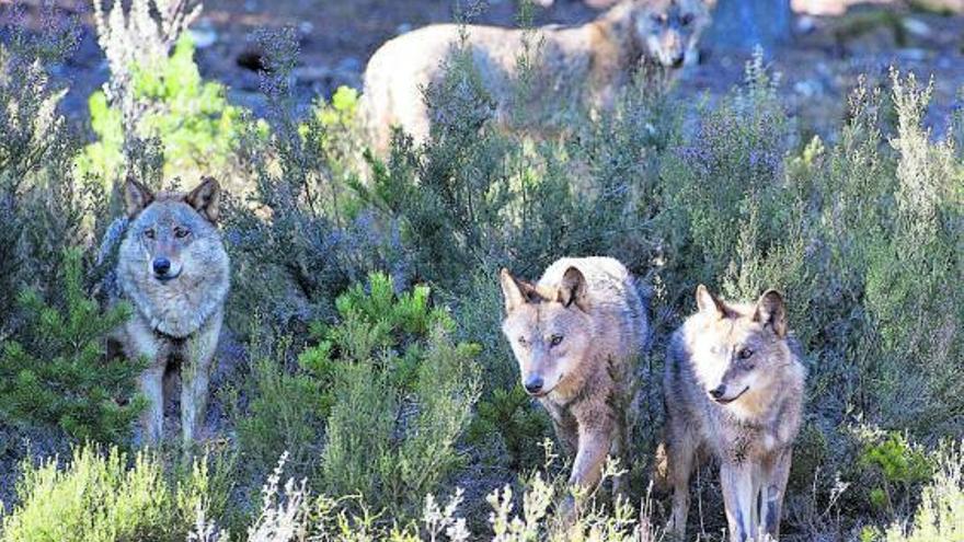 Una manada de lobos.   | // CARLOS CASTRO