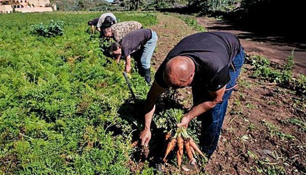 Varios agricultores recogen zanahorias en un terreno.