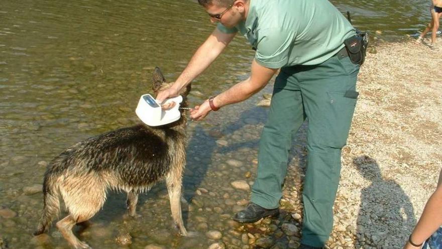 Un agente del Seprona examina un perro en un área fluvial. // OPC Guardia Civil