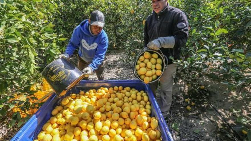 El Gobierno niega al limón de la Vega Baja una reducción del IRPF para paliar pérdidas por la sequía