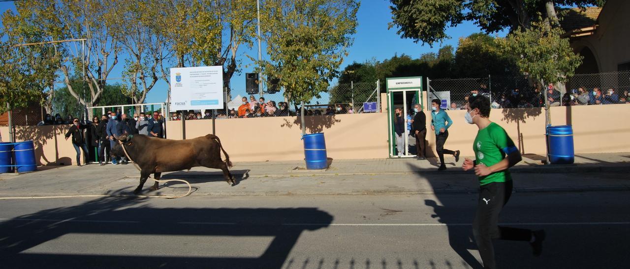 Los aficionados esperaron con emoción el regreso del &#039;bou en corda&#039; a Santa Bárbara.