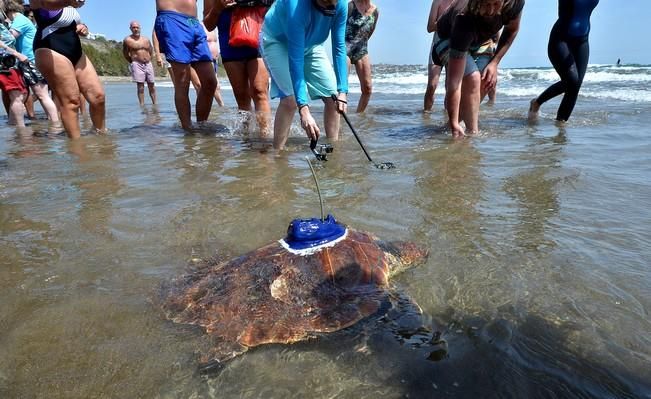 18/03/2016 PLAYA DEL INGLES, SAN BARTOLOME DE TIRAJANA. Suelta de tortugas bobas en Playa del Ingles. Foto: SANTI BLANCO