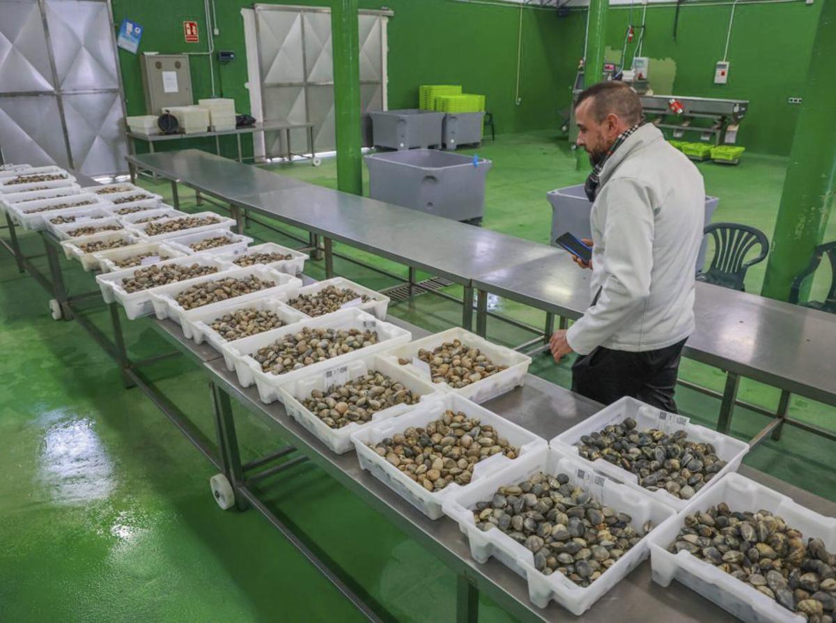 Mariscadores de a flote (rañeiros) en O Bohído. | FIRMA