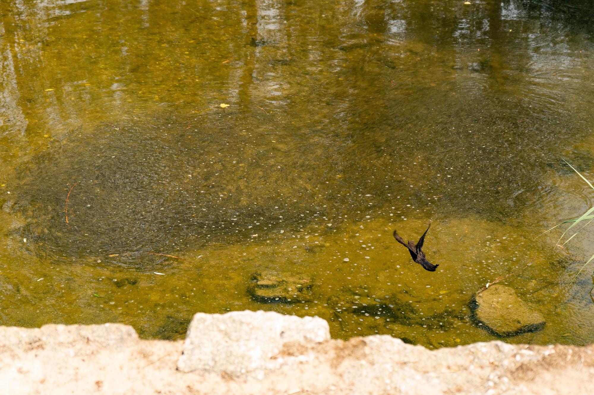 El caudal del río Duero en Zamora, por debajo del nivel ecológico