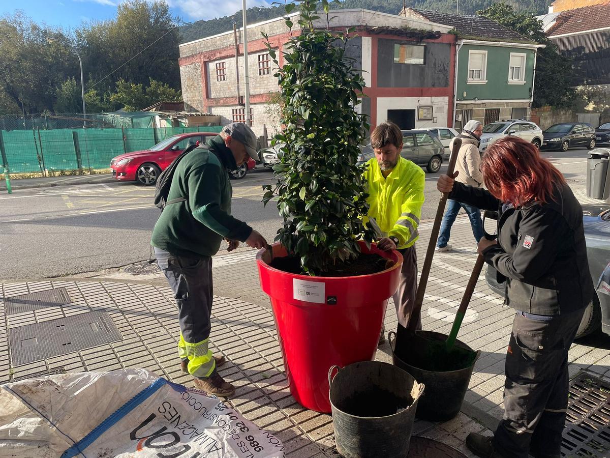 El magnolio plantado hace una semana en uno de los maceteros que sufrió el robo en la calle Rosalía de Castro, en el cruce con Pazos Fontenla.