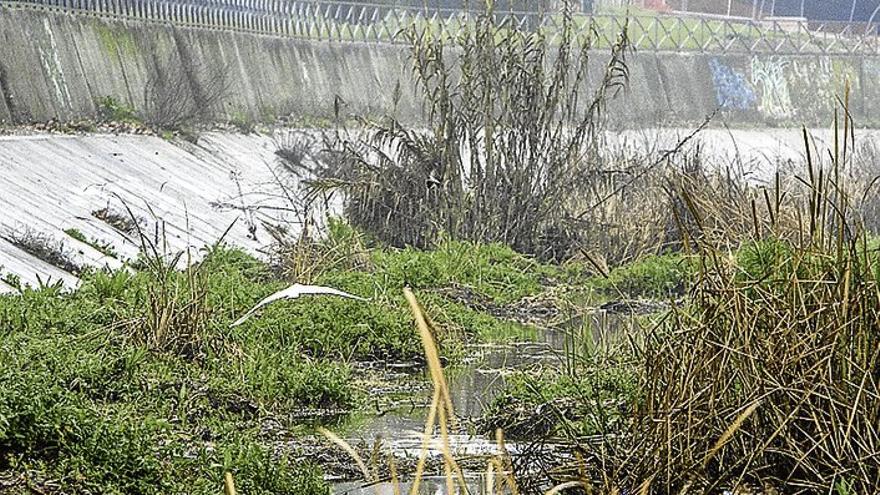 Las barriadas pacenses del entorno del Rivillas y el Calamón urgen que se limpien los arroyos