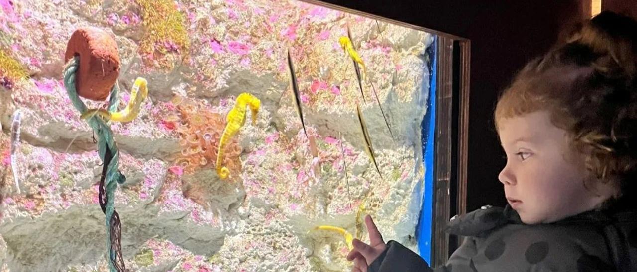 Una niña observa los caballitos de mar.