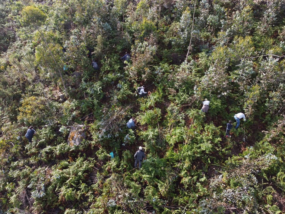 Decenas de voluntarios eliminando eucaliptos en un monte de Baroña