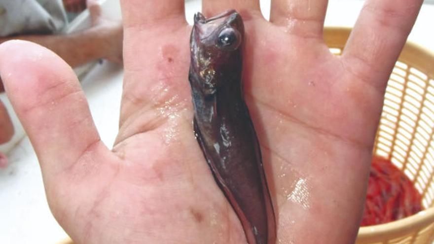 Investigadores canarios y de Madeira descubren un nuevo pez en aguas de Cabo Verde