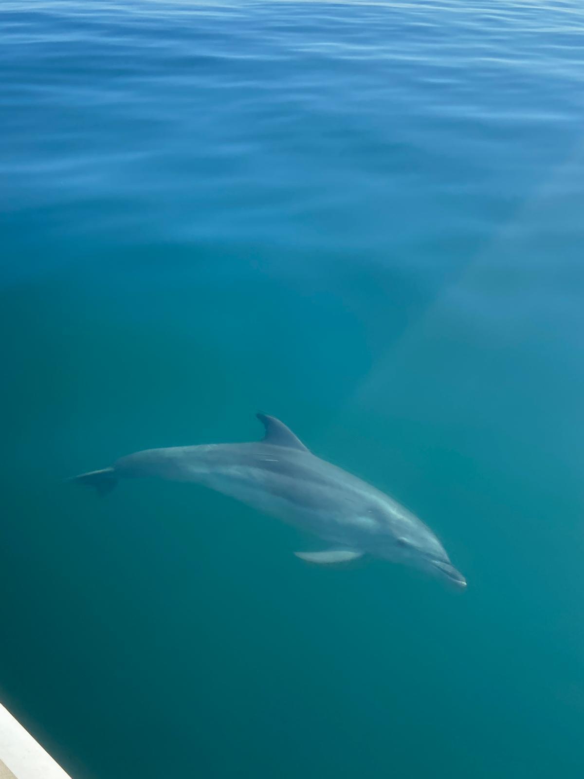 Avistamiento de delfines en la tercera jornada.