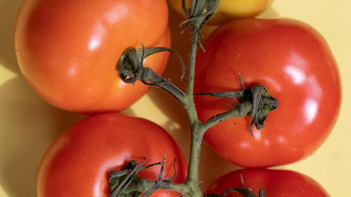 Tomates.