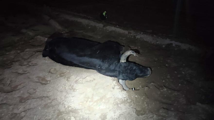 Herido un policía local de Burjassot al ser embestido por un toro escapado del matadero