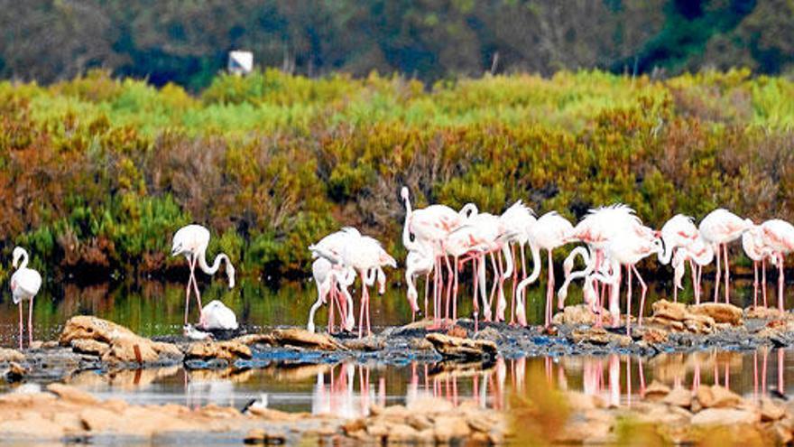 Langbeinig, empfindlich, unzuverlässig: Flamingos im Feuchtgebiet von Campos.