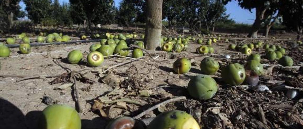 El campo perderá más de 500.000 jornales en la Ribera por el pedrisco de julio