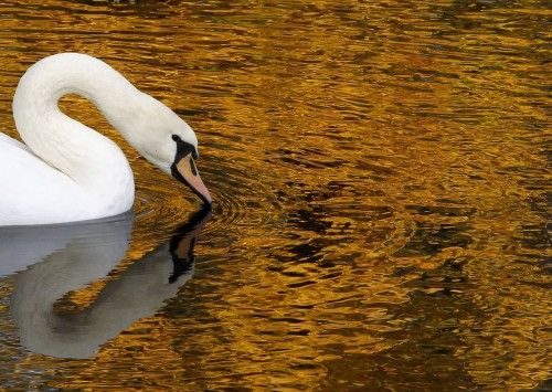 Un cisne blanco nadando en un estanque en el jardín de verano en el centro de San Petersburgo