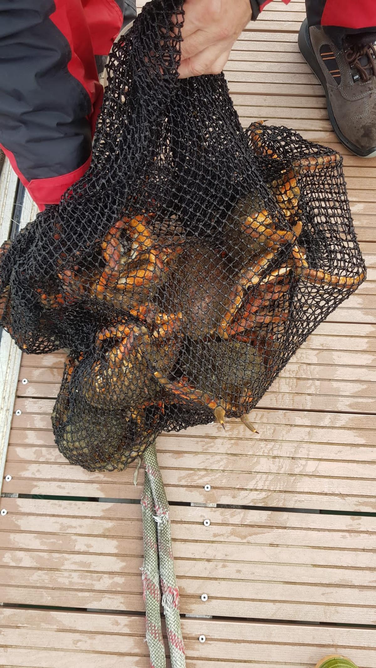 Centollas decomisadas en Bueu.
