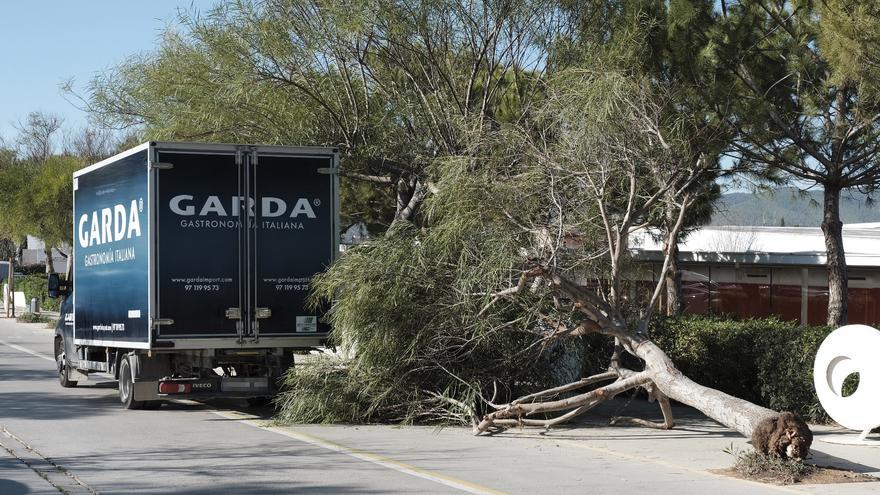 Un camión derriba un árbol en Ibiza