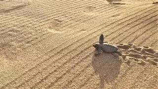 Diez nidos de tortuga boba detectados en el litoral catalán, los últimos en Calafell y Viladecans
