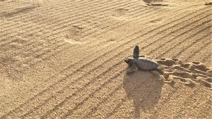 Una cría de tortuga marina en la playa de Castelldefels en 2019.