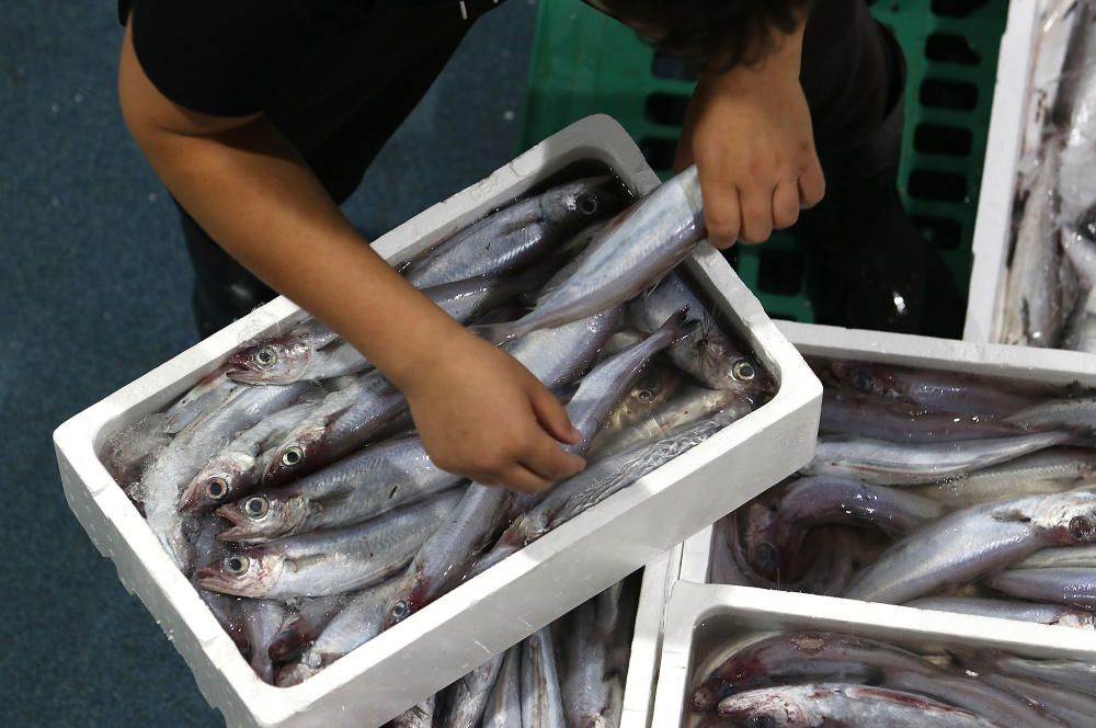 Así es un día de trabajo en la pescadería de Mercamálaga