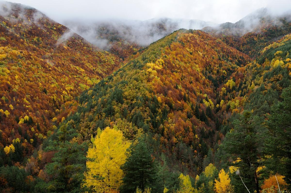 Panorámica del Bosque de los Colores