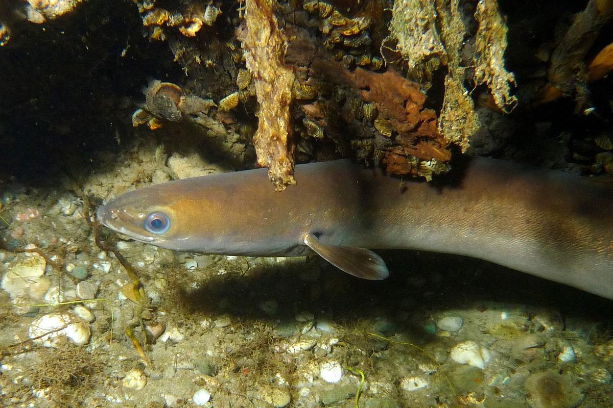 La anguila europea se precipita hacia la extinción