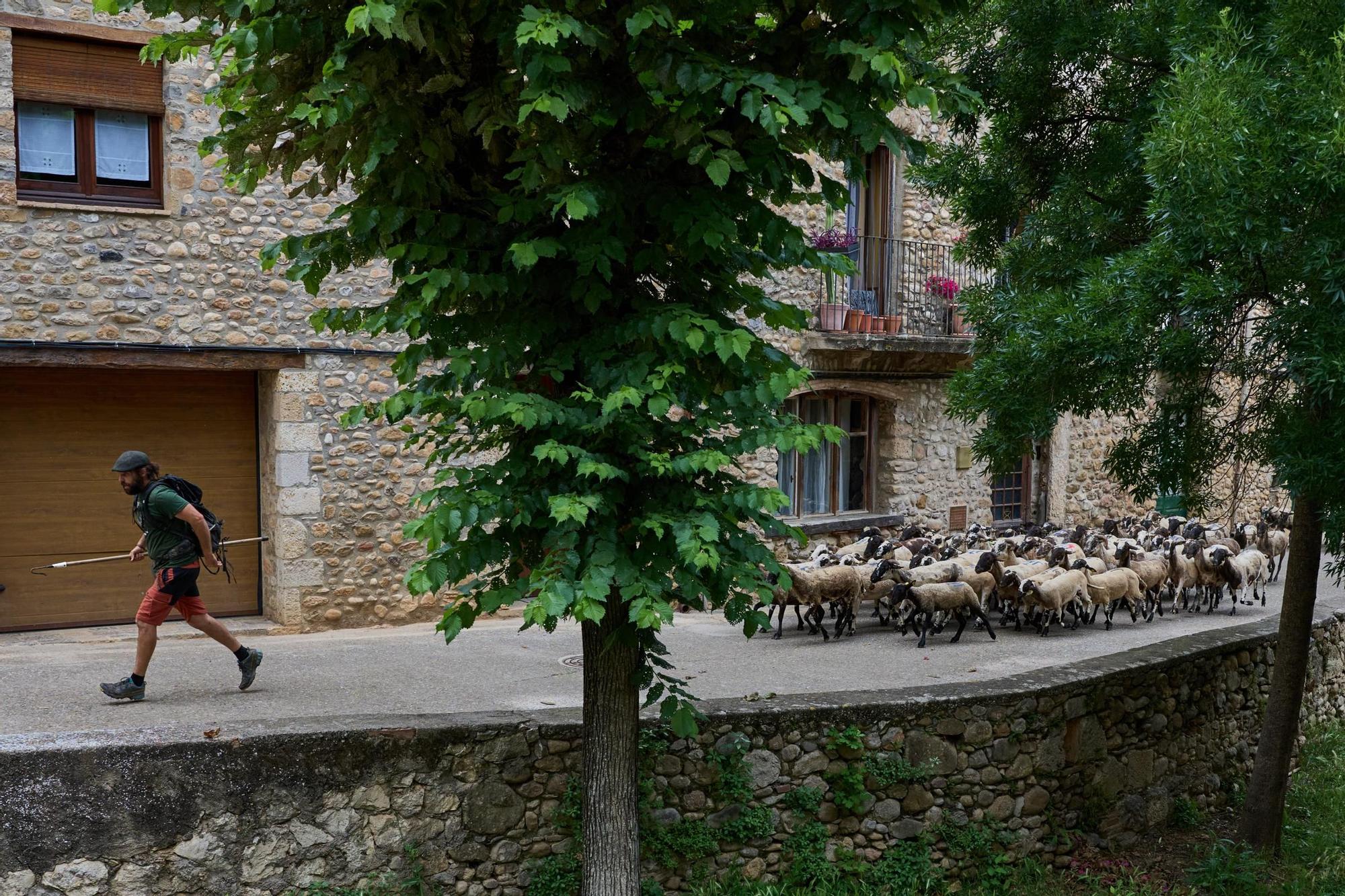 Les fotos de la transhumància del ramat d'ovelles d'Arnau Rubio a Crespià