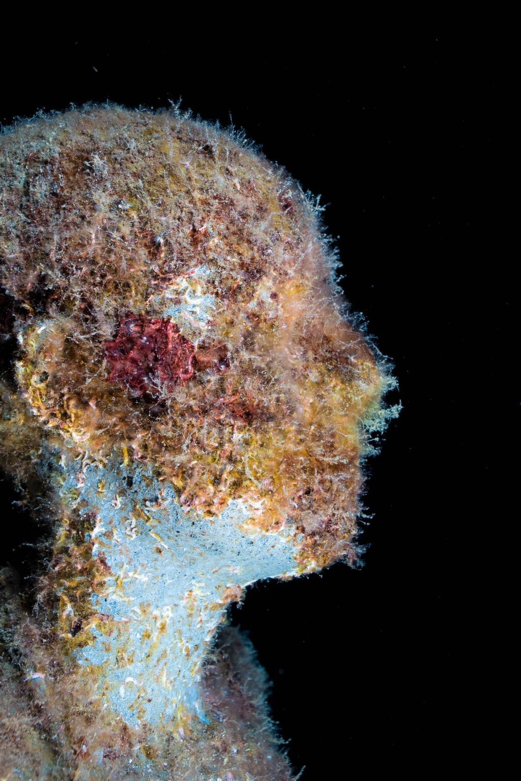 Este museo se creó para la mejora de la biomasa marina.