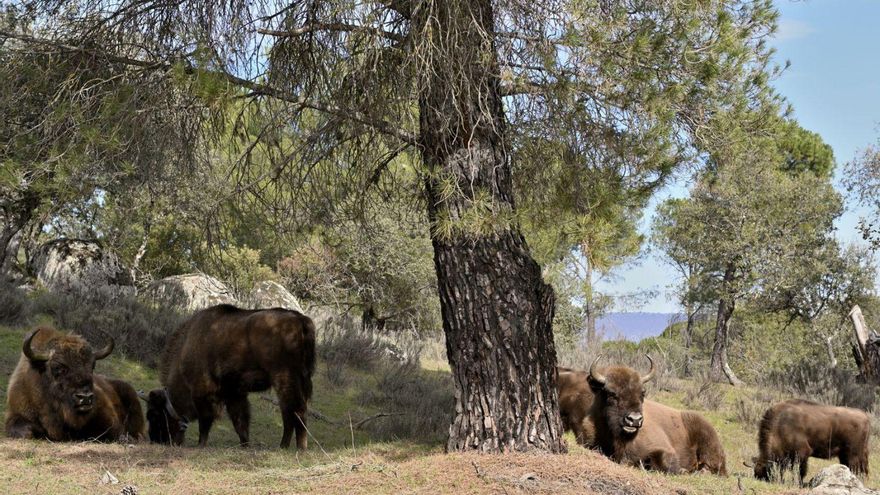 La falsa naturaleza: los bisontes europeos en España