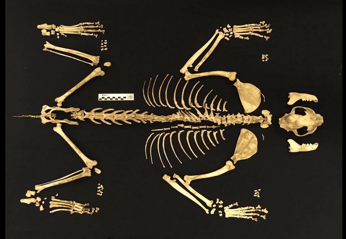 Reconstrucción del esqueleto hallado en Cantabria